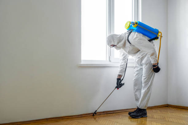 Best Local Pest Control Services  in Chino Valley, AZ