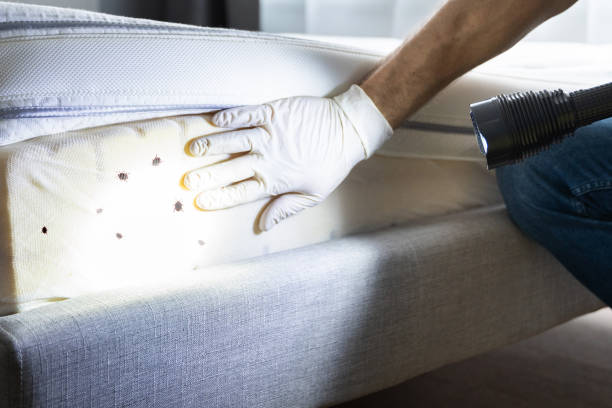 Best Pest Prevention Services  in Chino Valley, AZ