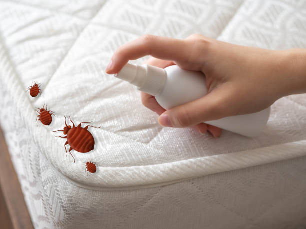 Best Pest Removal Services  in Chino Valley, AZ