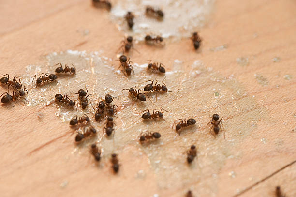 Best Emergency Pest Control  in Chino Valley, AZ
